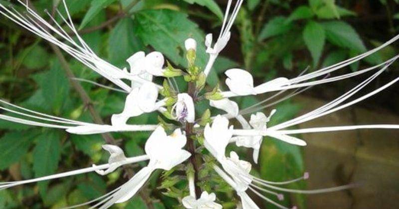 Pinterest.com/Putri utami